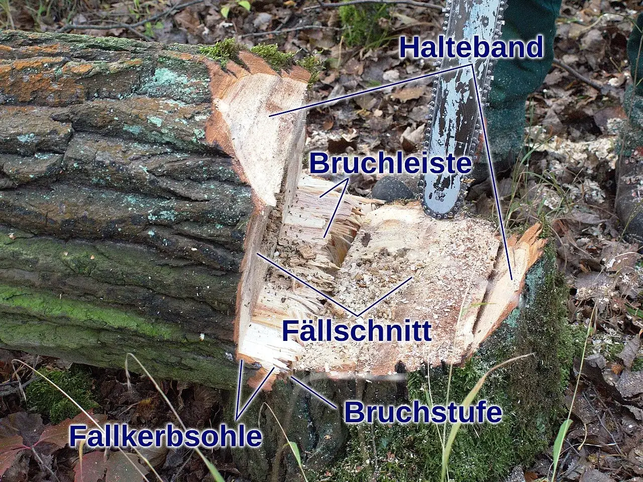 Ein Baum wird gef&auml;llt. Die Motors&auml;ge mit Halteband ist im Einsatz. Der tree pusher hat den F&auml;llschnitt und die Bruchleiste pr&auml;zise gesetzt.