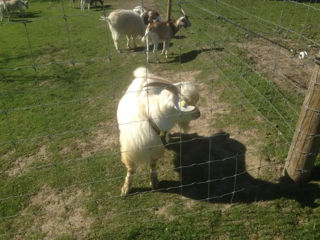 Zwergziegen halten sich auf einer grünen Wiese hinter einem Drahtzaun auf. Eine weiße Ziege mit Hörnern steht im Vordergrund.