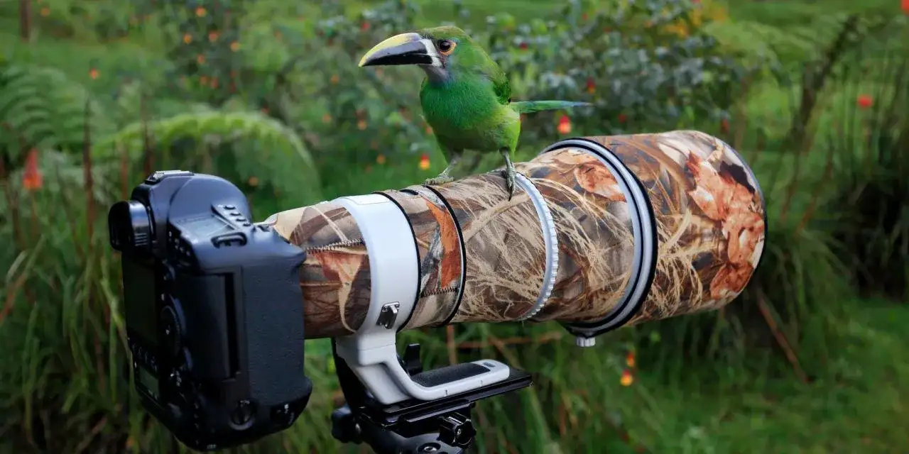 Aparaty do fotografii dzikiej przyrody por&oacute;wnanie