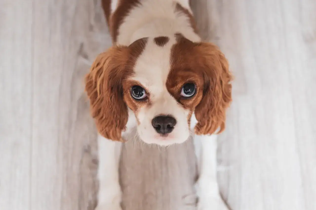 Uroczy piesek rasy Cavalier King Charles Spaniel, jedna z najsłodszych małych ras ps&oacute;w, patrzy z nadzieją.