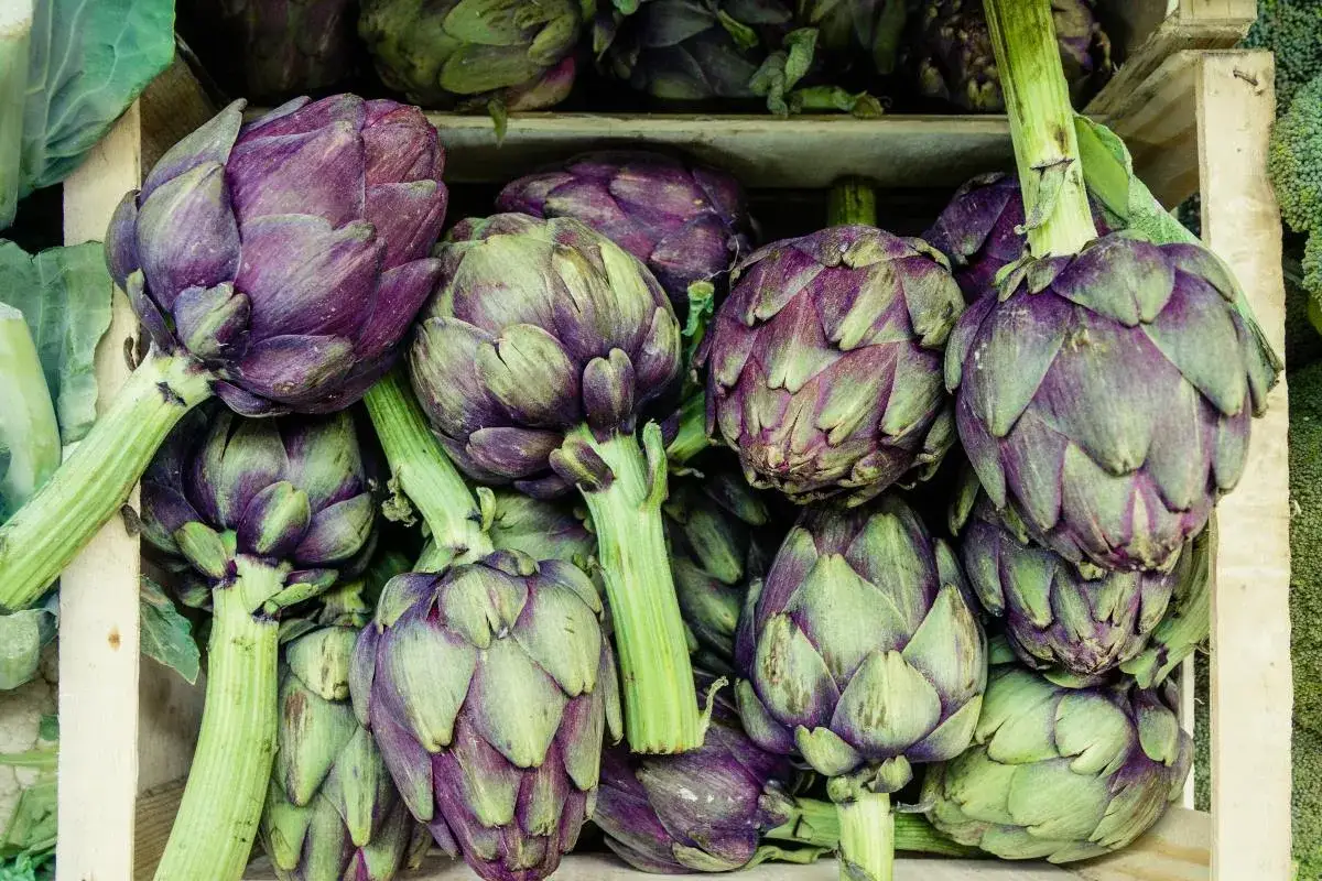 Carciofi freschi di stagione varietà italiane
