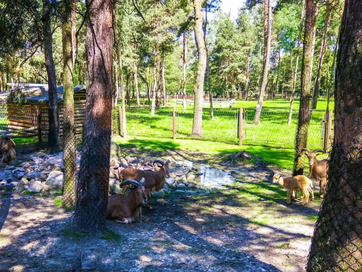 W parku Kuronia w Sosnowcu pasą się muflony. W tle zielona trawa i drzewa.