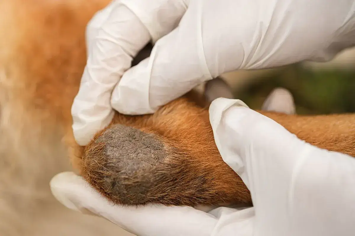 Manos enguantadas examinan callos en los codos de un perro. La piel está engrosada y agrietada, indicando posible irritación o presión.