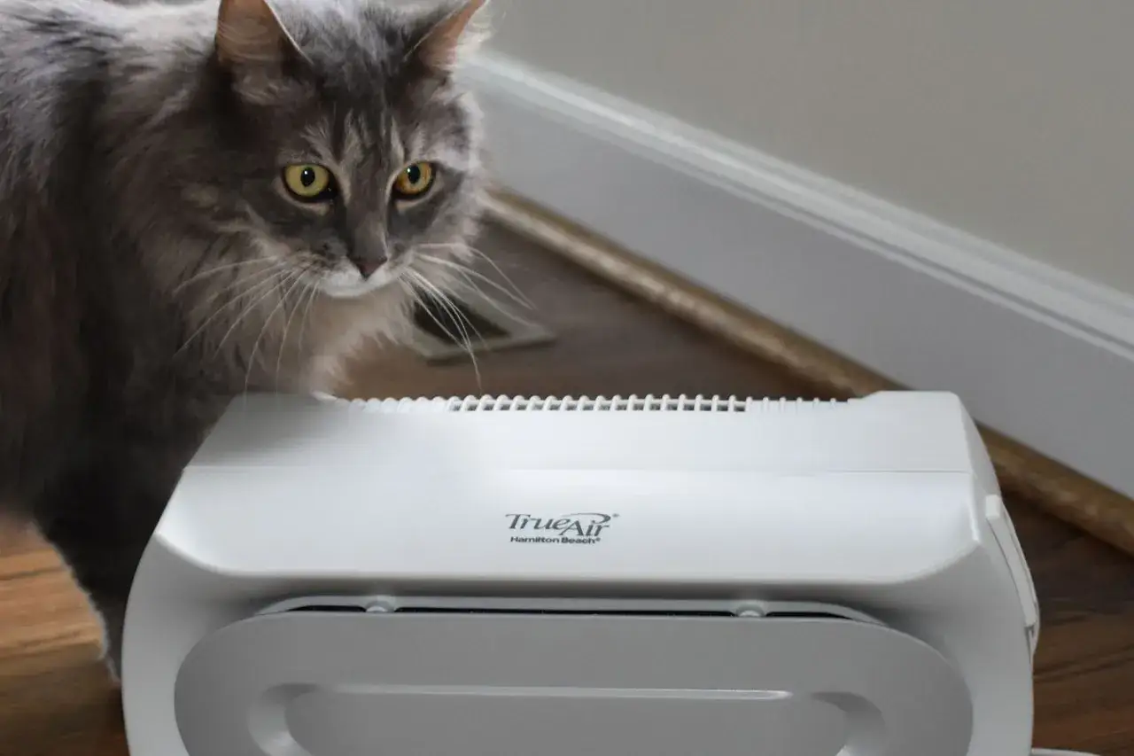 Gris gato mira un purificador de aire, ideal para quienes sufren de alergia al pelo de gato.