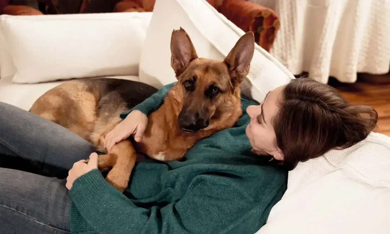 Ein Sch&auml;ferhund liegt auf einer Couch, die Frau h&auml;lt ihn fest. Der **Hund kommt in fremder Umgebung nicht zur Ruhe**, sucht Trost in ihren Armen.