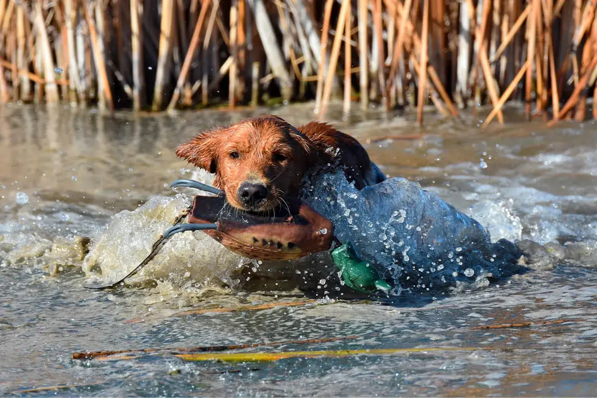 En jakt golden retriever simmar genom vattnet med en fågelapparat i munnen, redo för nästa uppdrag.