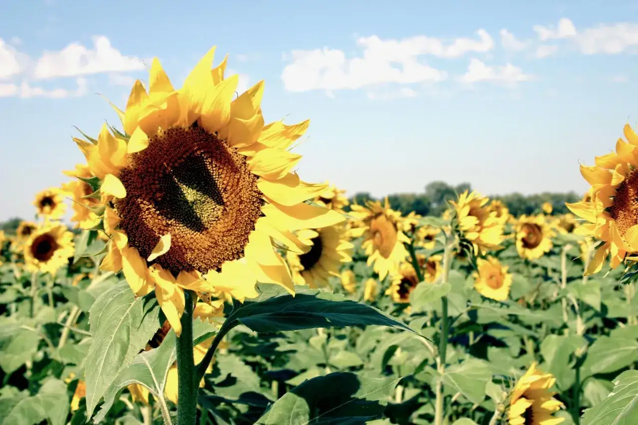 Un champ de tournesols &eacute;clatants sous un ciel bleu. La date semis tournesol est id&eacute;ale pour cette floraison estivale.