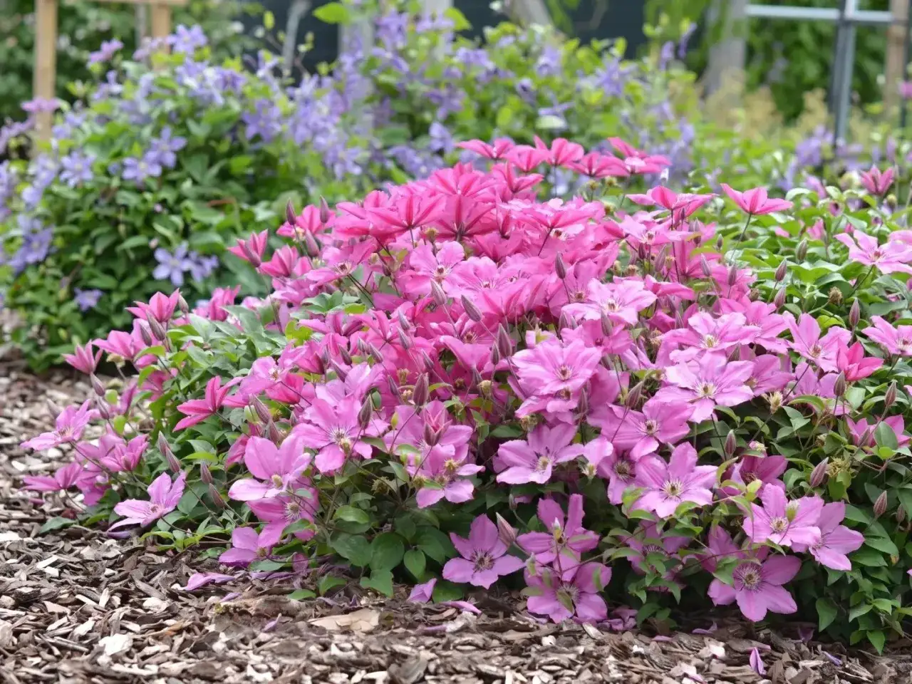 Kwitnące clematis, z r&oacute;żowymi kwiatami na pierwszym planie i fioletowymi w tle. Dow&oacute;d na to, clematis jak szybko rośnie, tworząc gęsty kobierzec.
