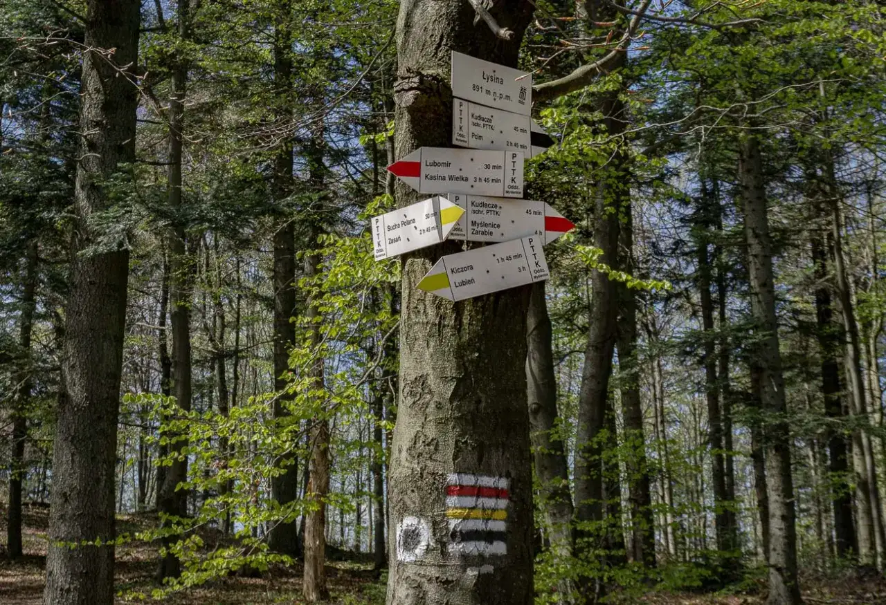 Leśny drogowskaz wskazuje drogę do schroniska Lubomir i innych miejsc. Kolorowe szlaki turystyczne PTTK.
