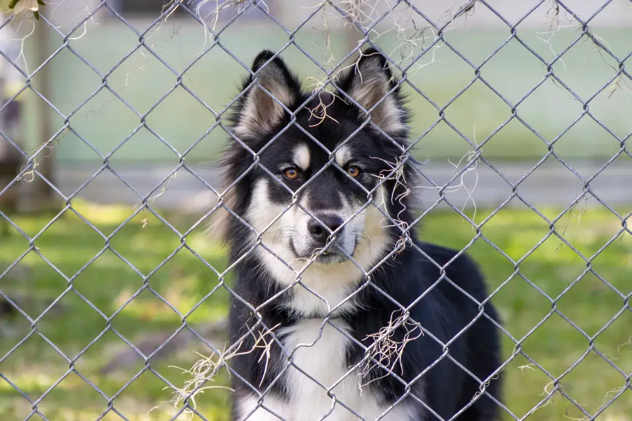Mon chien veut rester dehors la nuit. Ce beau husky regarde à travers une clôture, ses yeux ambrés implorant la liberté.