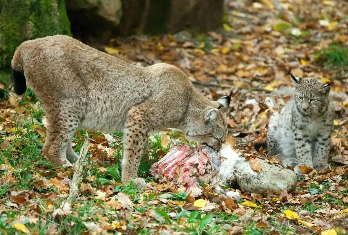 Un lynx adulte mange une carcasse, tandis qu'un jeune lynx observe. Voici que mange le lynx, une sc&egrave;ne de nature sauvage.