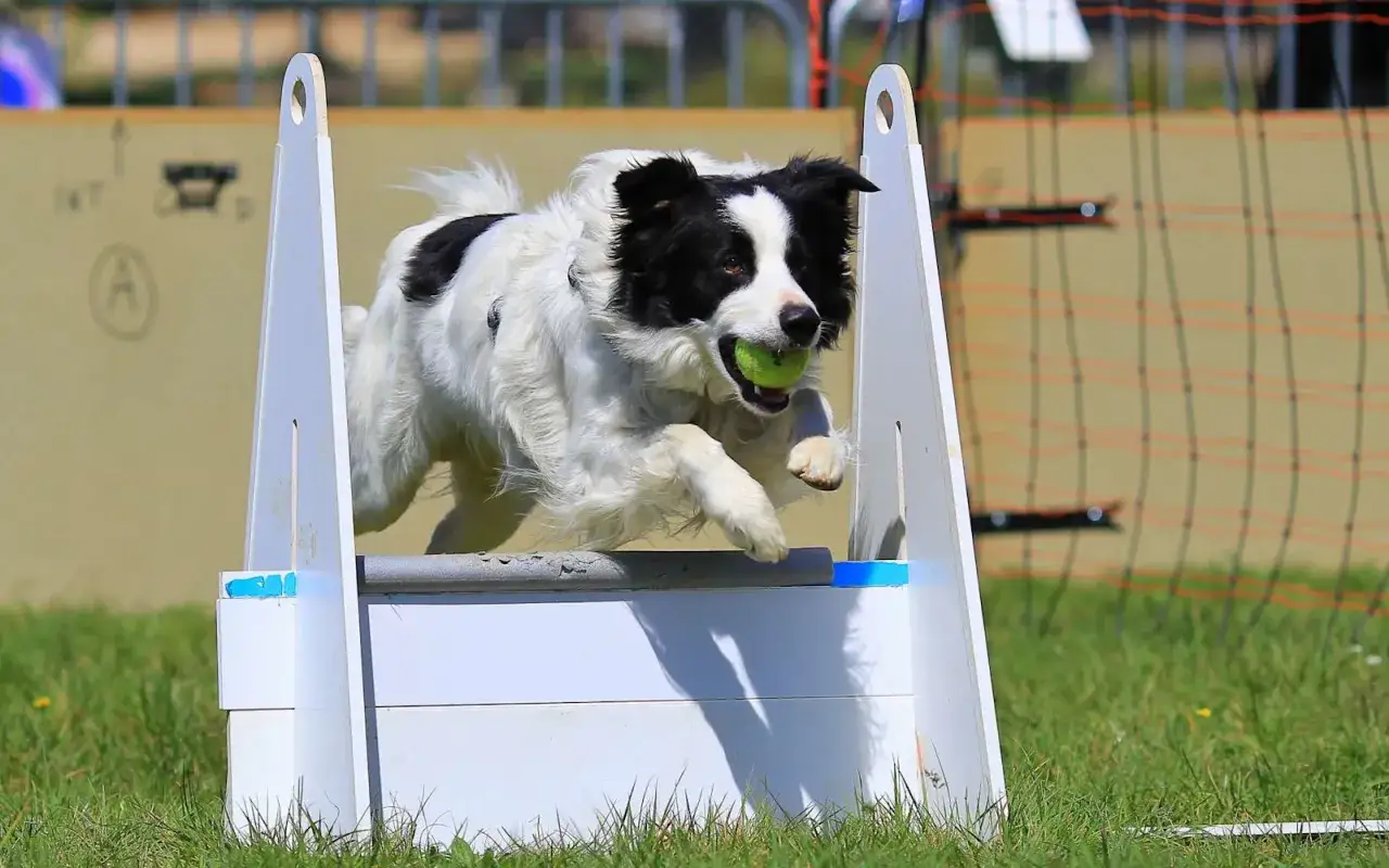 Un chien border collie en plein saut, balle verte en gueule, lors d'une compétition de flyball.