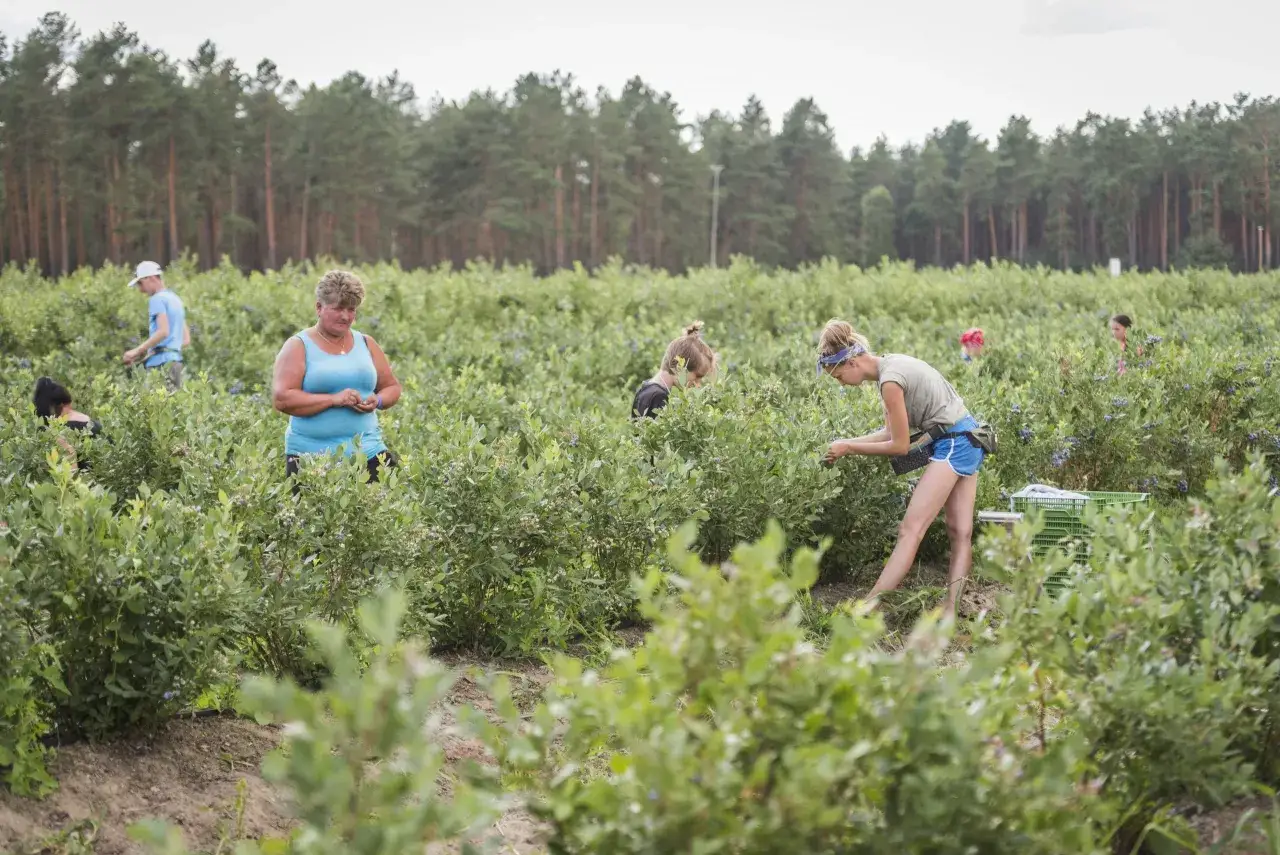 Menschen pflücken Heidelbeeren in einem Feld. Die Frage, wann sind Heidelbeeren reif, beantwortet sich hier von selbst: wenn sie blau sind und von fleißigen Händen gesammelt werden.
