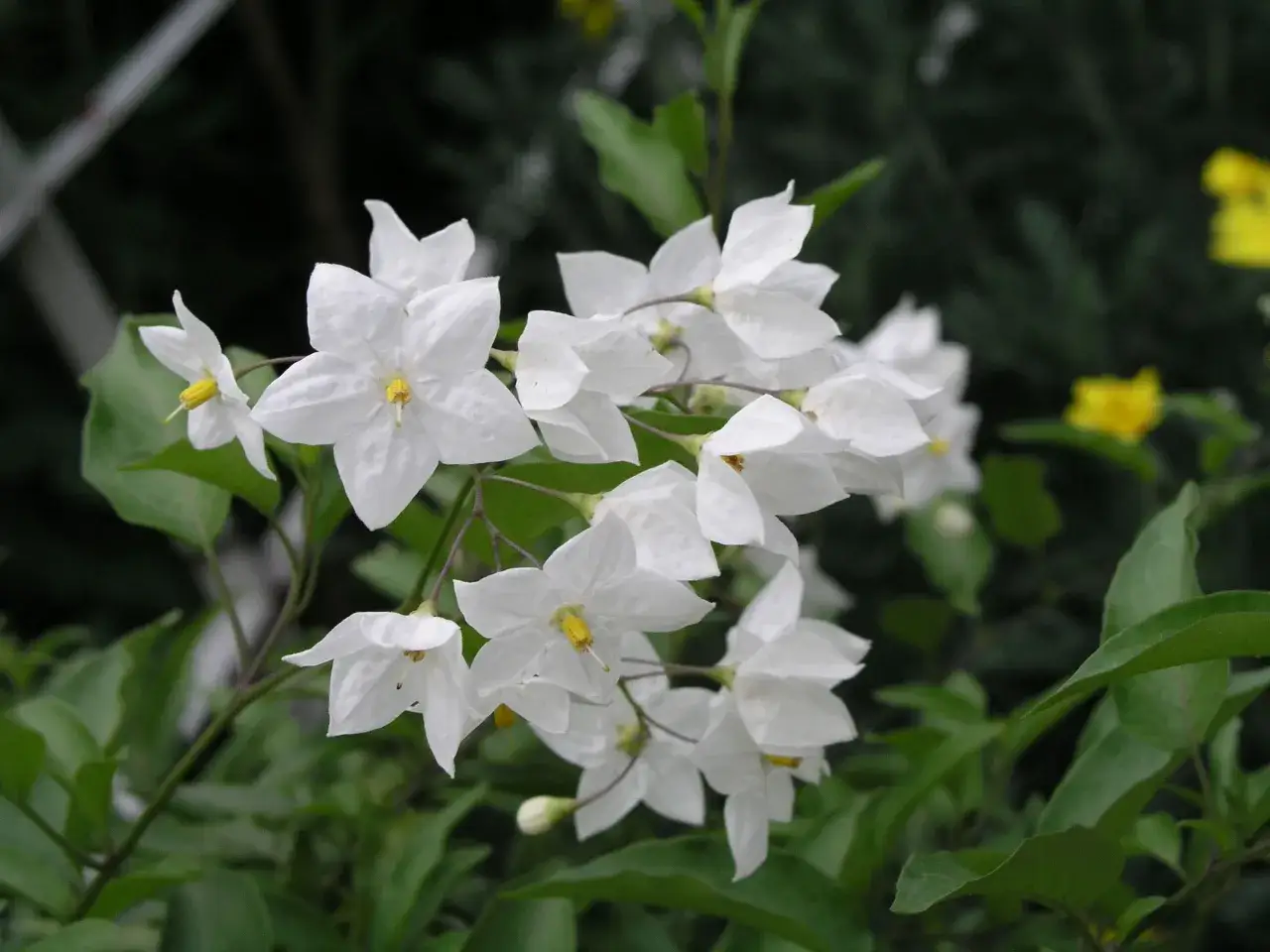 Ein Strauß weißer, sternförmiger Blüten, die an eine Jasminblume erinnern, mit grünen Blättern im Hintergrund.