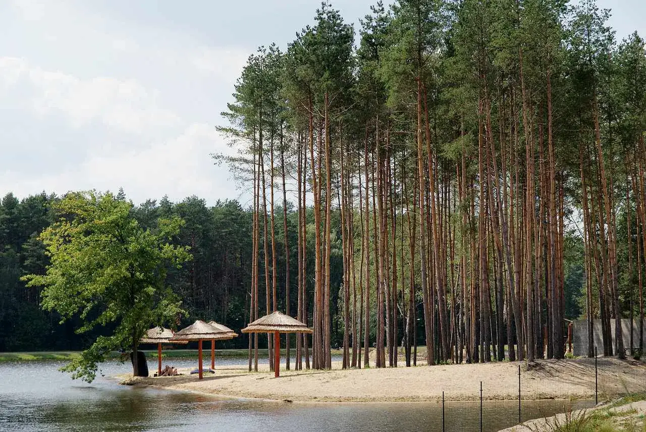 Plaża nad jeziorem z sosnowym lasem w tle. Idealne miejsce na wypoczynek i **krasnobród atrakcje dla dzieci** - piasek, woda i cień pod parasolami.