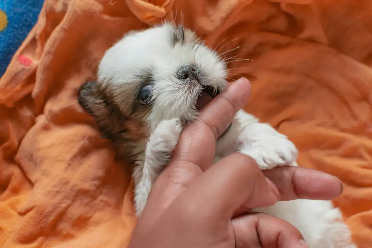 Uroczy mieszaniec yorka z shih tzu, malutki szczeniak, gryzie palec, leżąc na pomarańczowym kocyku.