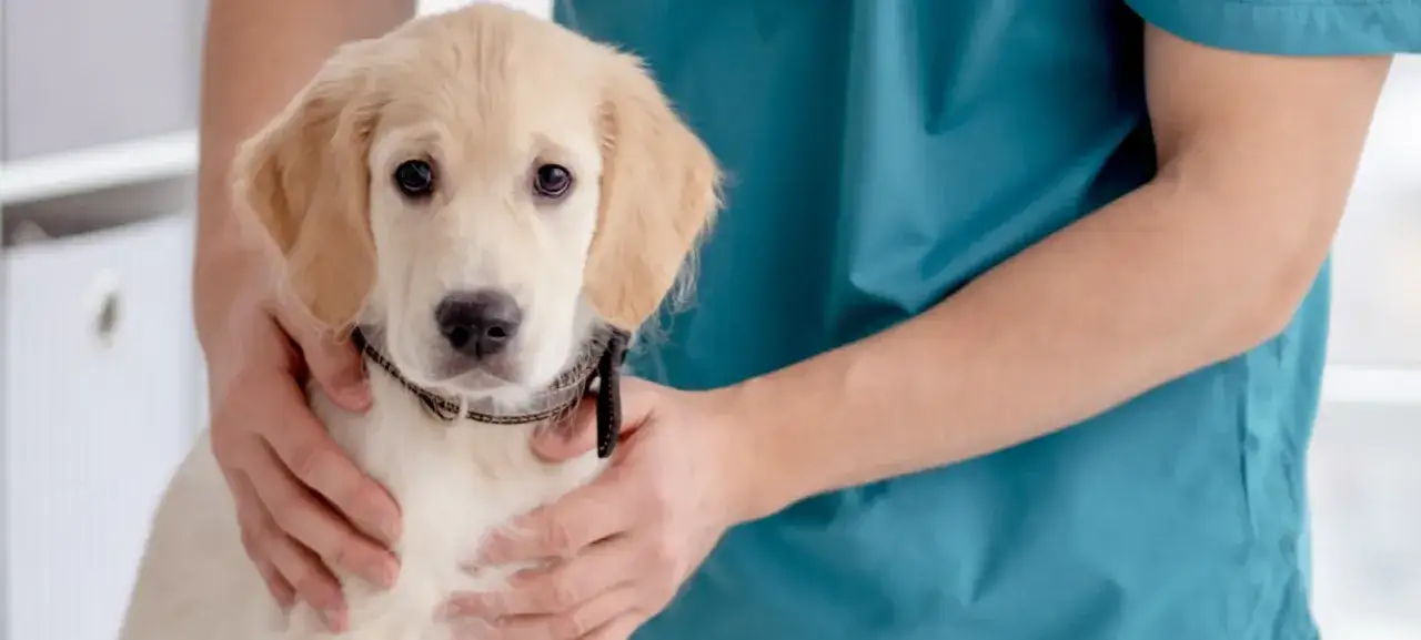 A gentle vet examines a golden retriever puppy, discussing potential THC treatments for canine anxiety.