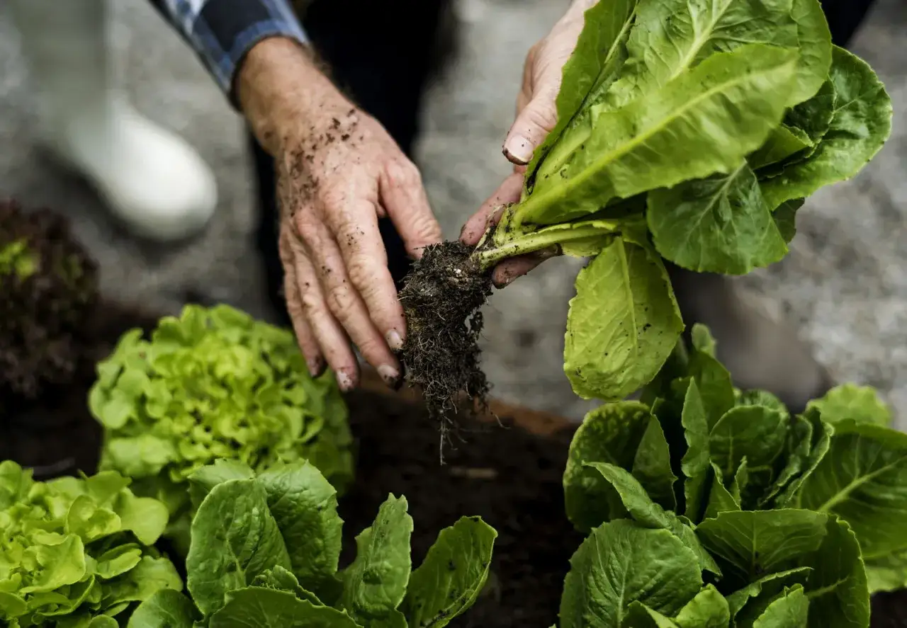 Hände ernten frischen Kopfsalat mit Wurzeln aus dem Garten.