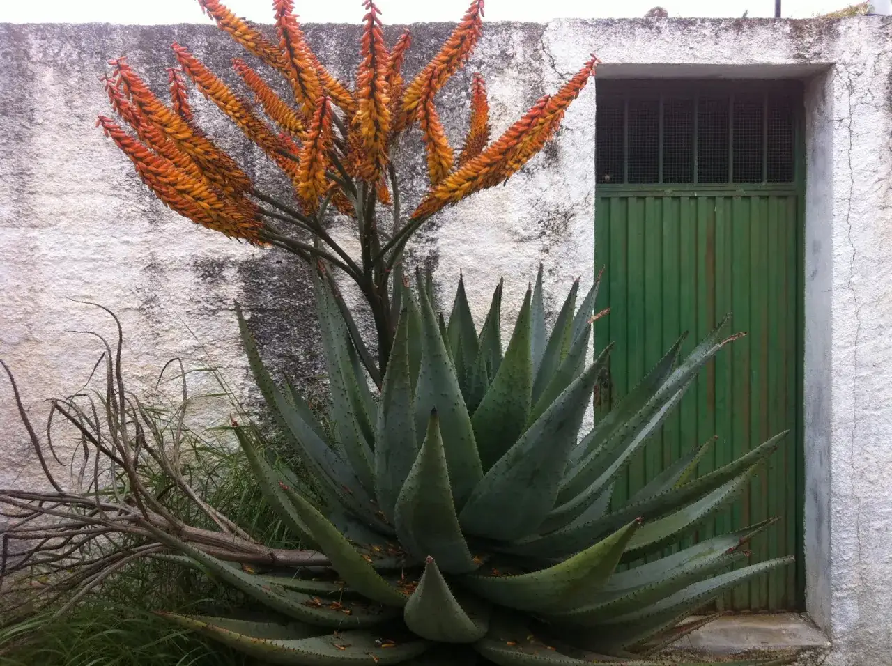 En stor aloe vera blomma med orange blommor reser sig mot en vit v&auml;gg bredvid en gr&ouml;n d&ouml;rr.