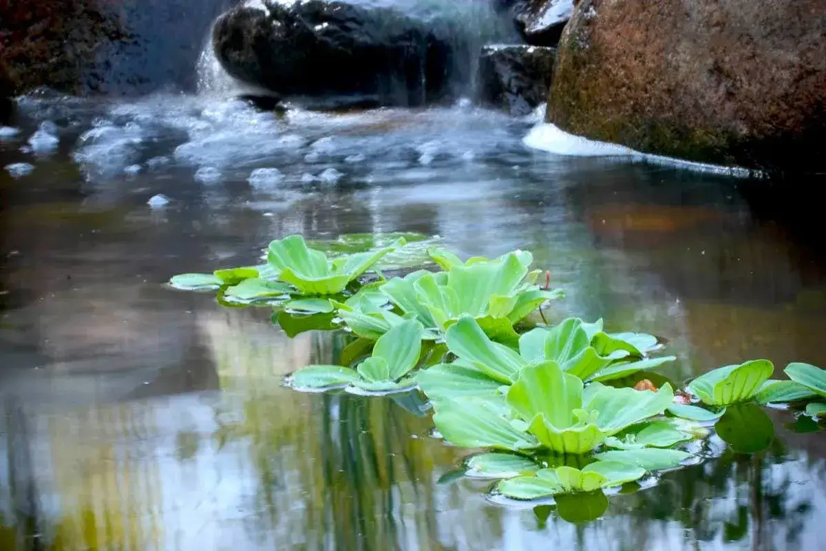 Plante bassin extérieur, des jacinthes d'eau flottent paisiblement près d'une cascade rocheuse.