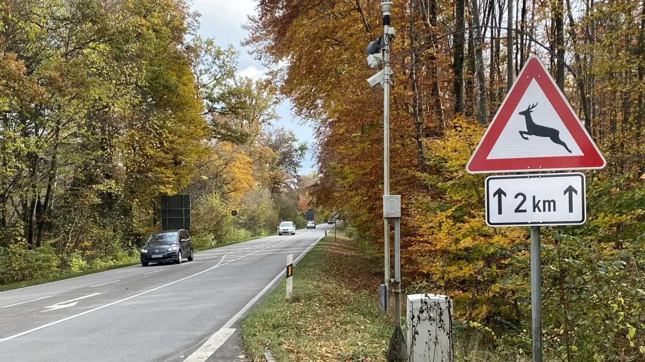 Achtung Wildwechsel! Ein Warnschild weist auf die Gefahr hin. Autos fahren auf einer Straße, umgeben von herbstlich gefärbten Bäumen.