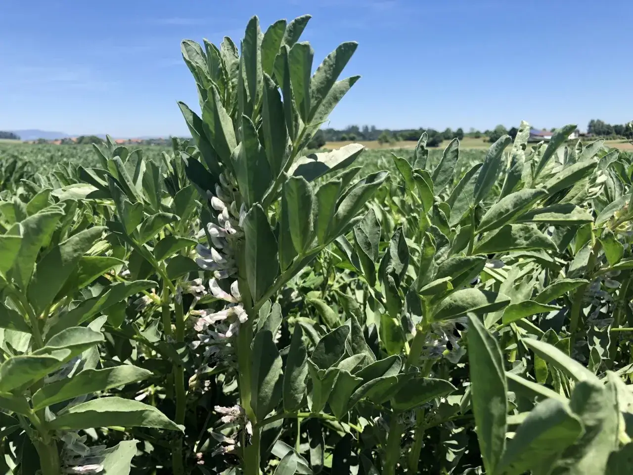 Gr&uuml;ne Pflanzen mit wei&szlig;en Bl&uuml;ten im Feld. Das sind ackerbohnen, eine wichtige Nutzpflanze.