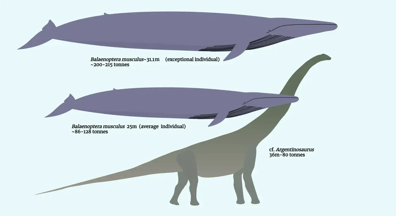 Porównanie wielorybów i dinozaura. Wyjątkowy płetwal błękitny waży 200-215 ton, przeciętny 86-128 ton. Argentynozaur ważył 80 ton.