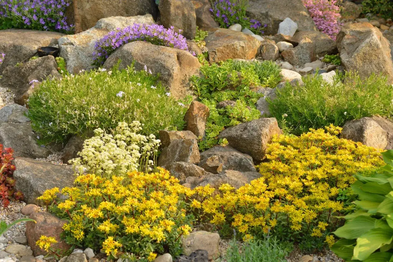 Ein **pflegeleicht vorgarten pflanzen**-Arrangement mit bunten Sedum-Sorten, Glockenblumen und grünen Bodendeckern zwischen Felsen.