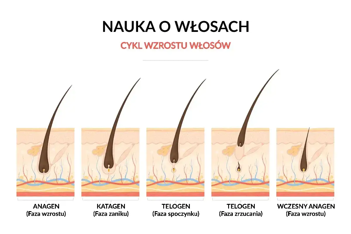 Ilustracja cyklu wzrostu włosa: anagen (wzrost), katagen (zanik), telogen (spoczynek i zrzucanie), wczesny anagen. Pokazuje, jak szybko odrastają włosy.