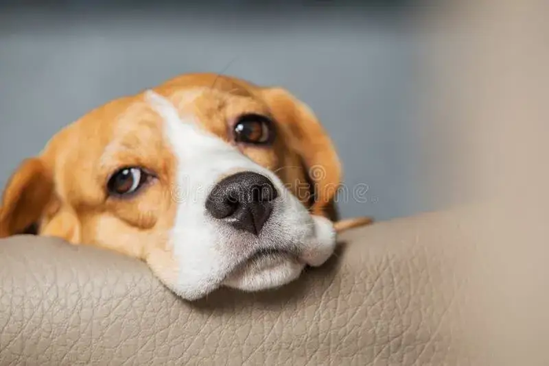 beagle smutne oczy jedzenie