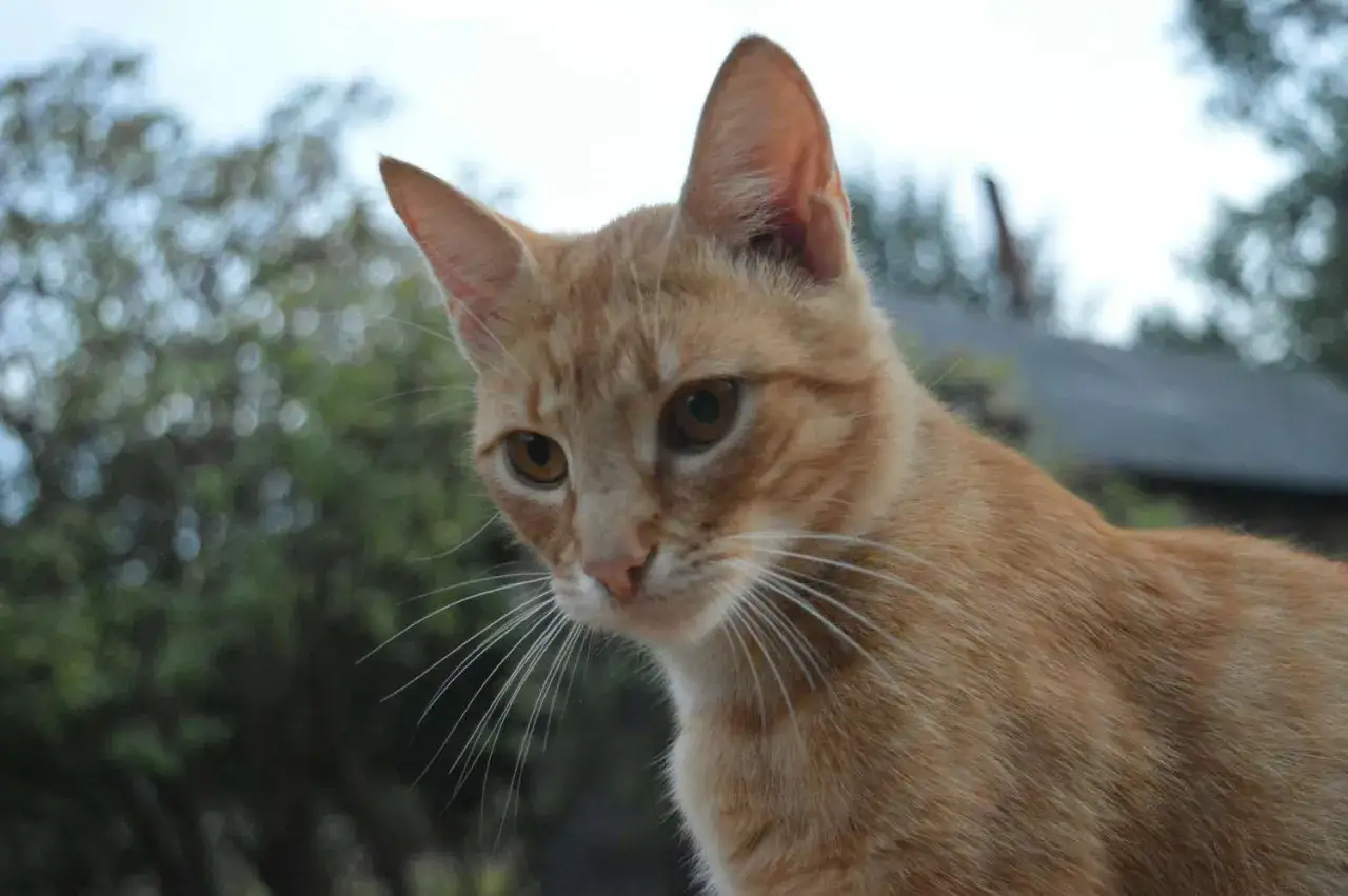 Gatto arancione con occhi grandi e baffi lunghi, sembra spaventato. La sua espressione evoca la paura dei gatti.