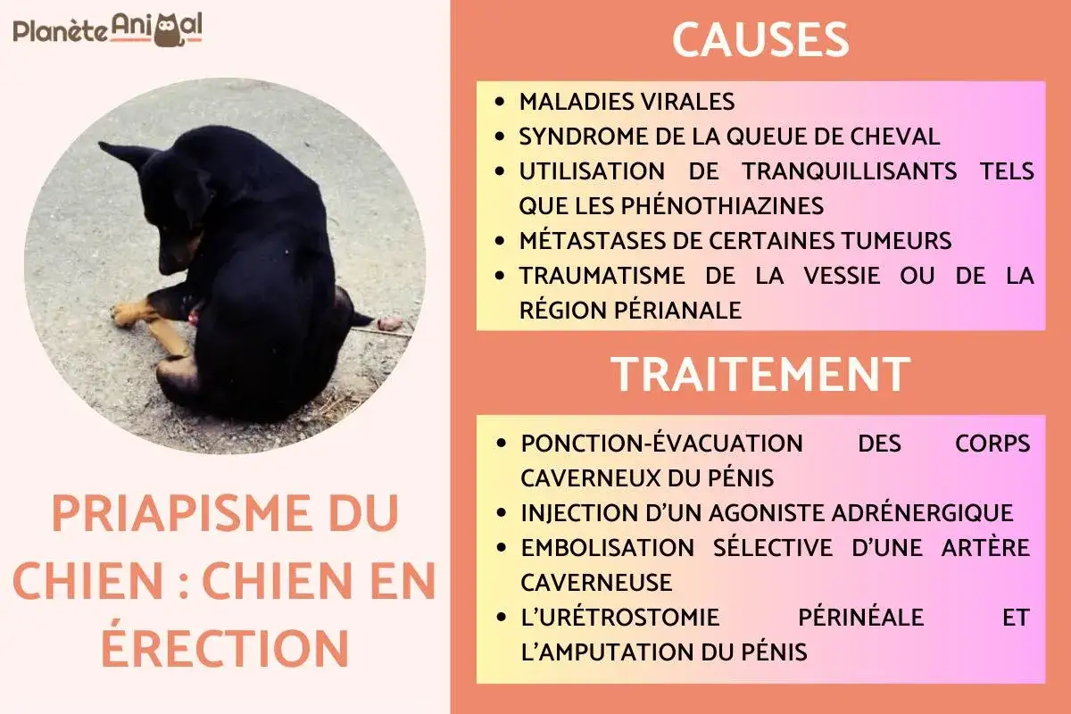 Chien noir assis, visiblement mal à l'aise, avec une partie de son zizi qui saigne. L'image traite du priapisme canin.