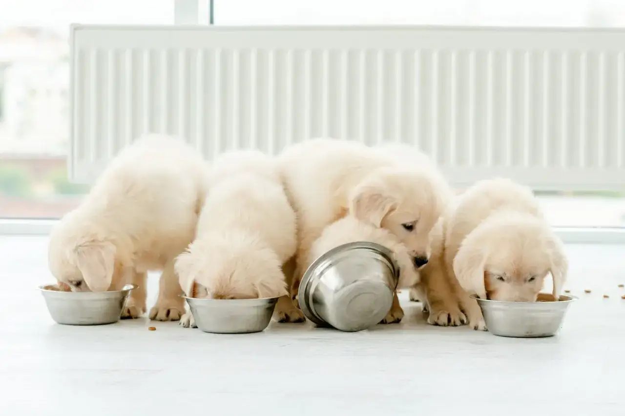 Szczenięta golden retriever jedzą z misek. Warto wiedzieć, jak często karmić szczeniaka, by r&oacute;sł zdrowo.
