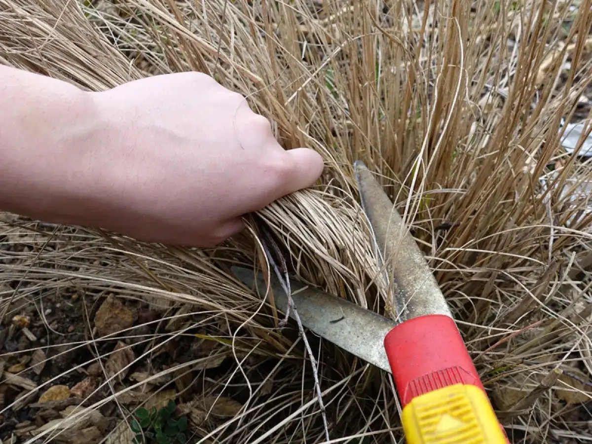 Main tenant, quand couper les graminées. Une main saisit des brins secs avant de les couper avec des cisailles de jardinage.