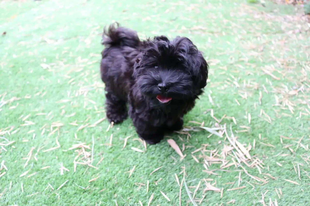 Un pequeño perro ruso negro, con el pelo rizado y la lengua fuera, mira a la cámara sobre césped verde con hojas secas.