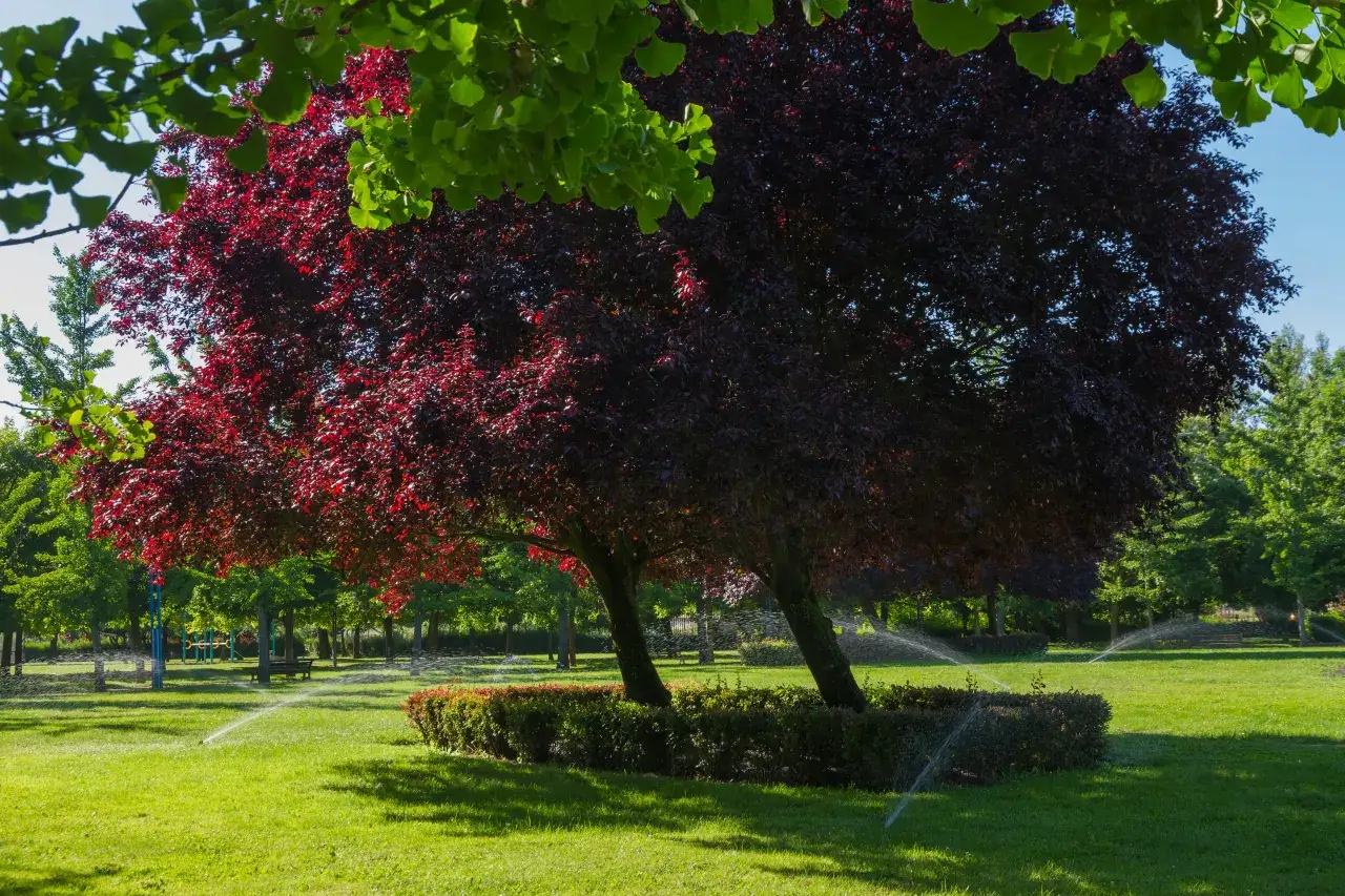 Dwa drzewa o purpurowych liściach, śliwa wiśniowa Pisardi, w parku z zieloną trawą i zraszaczami.