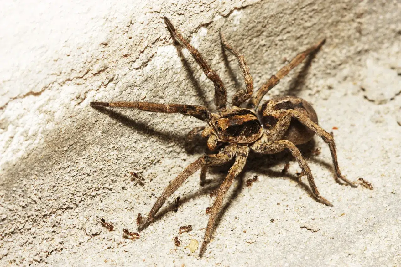 Una tarantola italiana, con le sue zampe pelose, si muove su una superficie ruvida, circondata da piccole formiche.