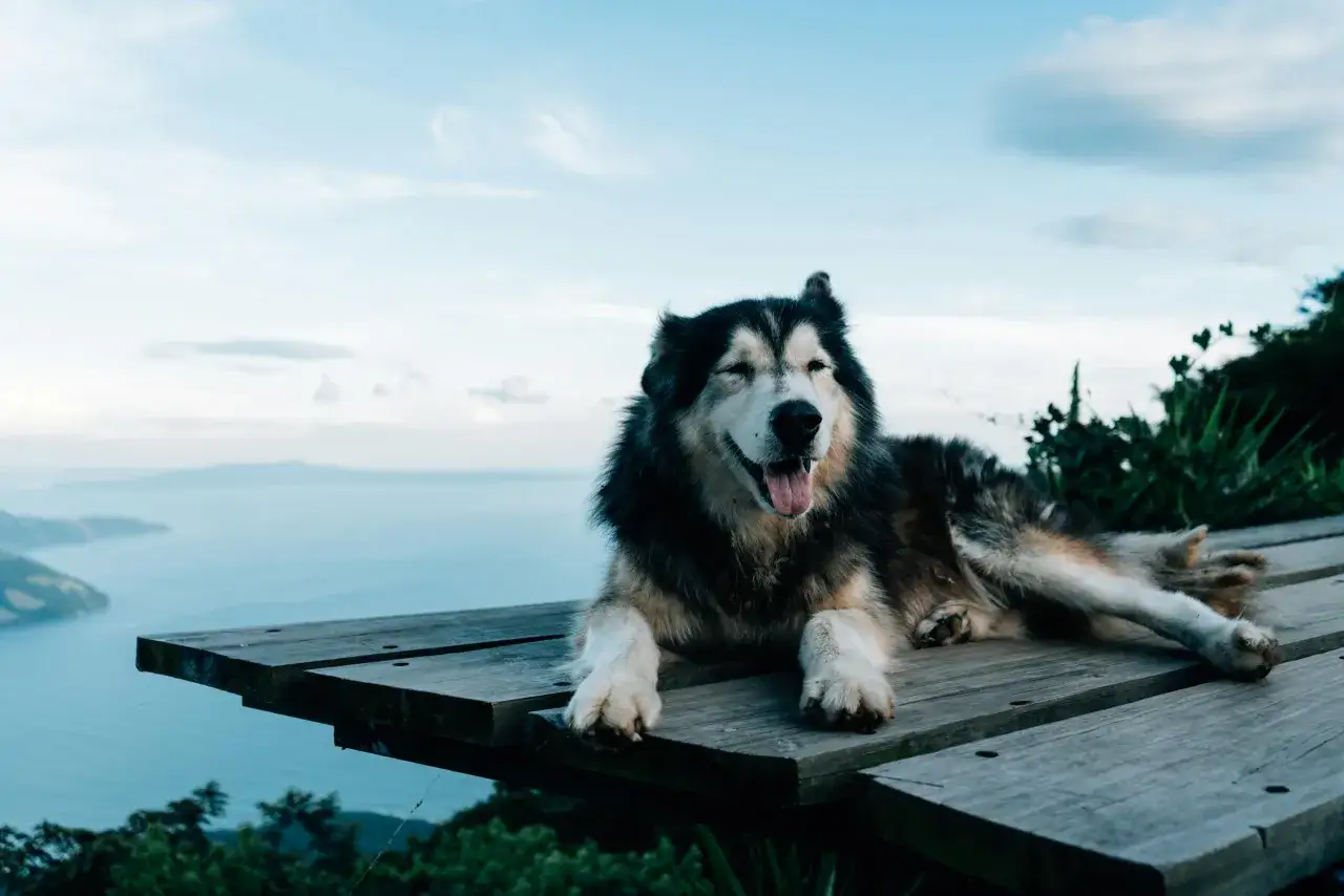 Piękny syberyjski pies rasy alaskan malamute leży na drewnianym tarasie z widokiem na morze i góry.