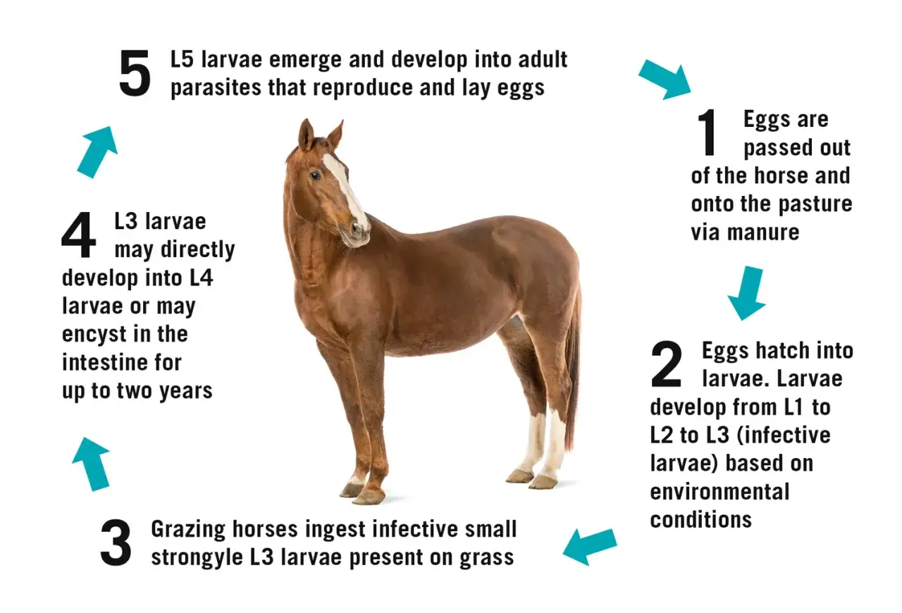 Cycle de vie d'un parasite chez le cheval : des œufs aux larves infectieuses ingérées par le cheval.