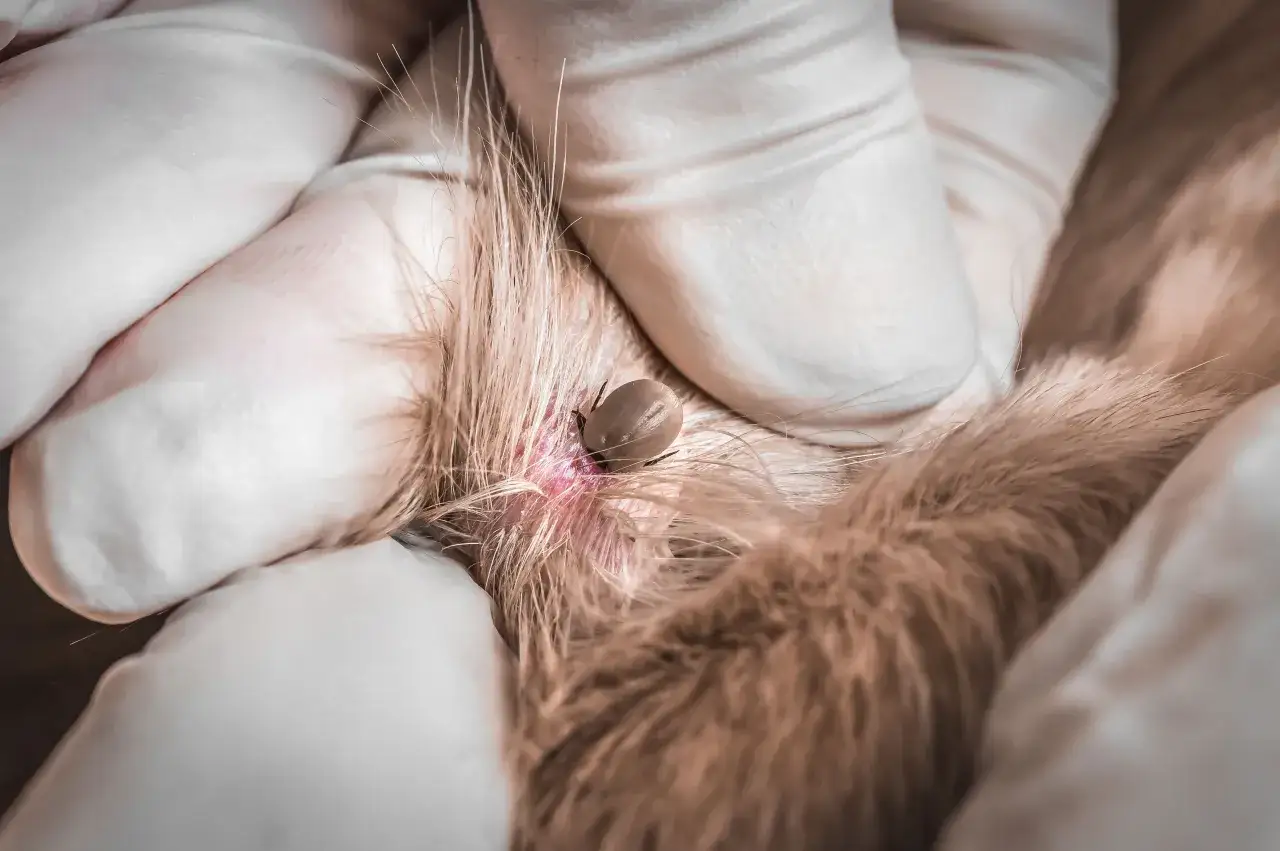 A tick is embedded in the skin of a dog, causing a red, inflamed area. Gloved hands are holding the dog's fur, revealing the bug bites.