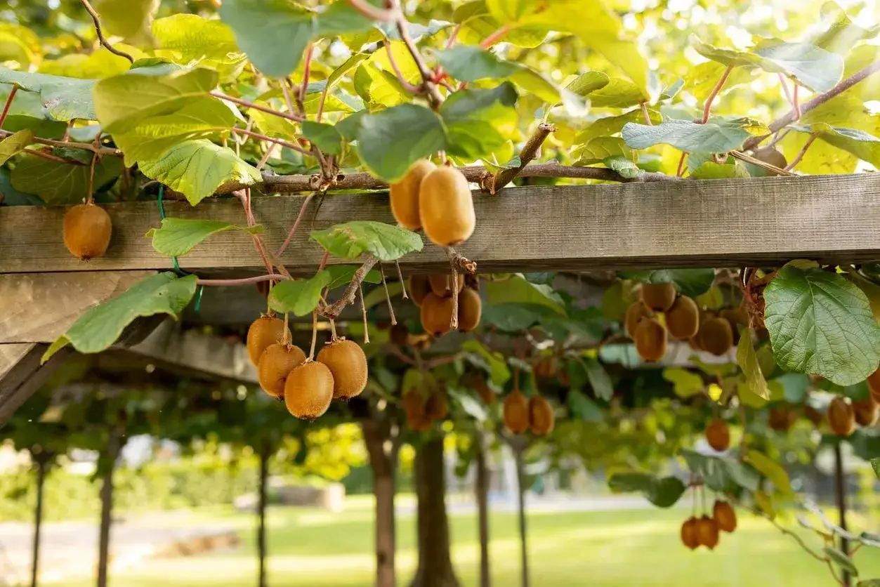 Des kiwis mûrs pendent sous un pergola en bois. La distance entre kiwi mâle et femelle est optimisée pour une bonne pollinisation.