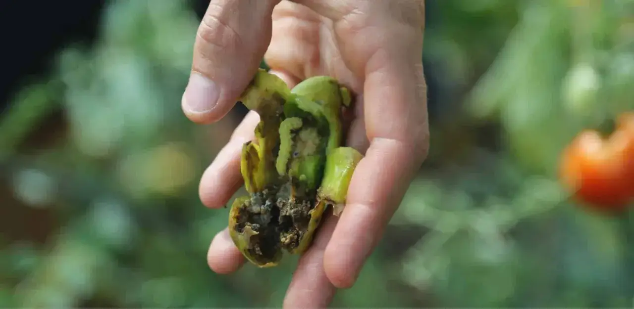 Main d'un jardinier tenant une tomate abîmée par la noctuelle de la tomate. Traitement nécessaire pour sauver les cultures.