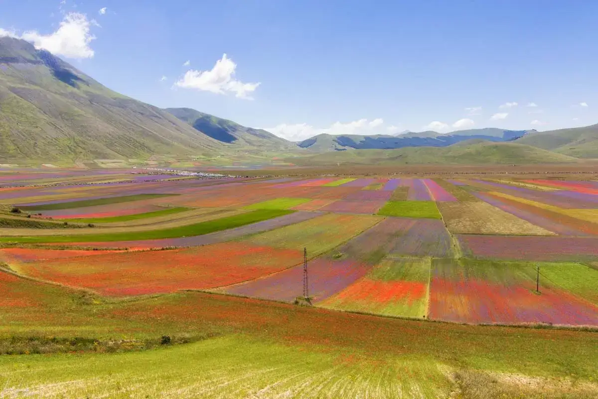 Pianura di Castelluccio di Norcia in fiore, con campi colorati di rosso, viola e verde sotto un cielo azzurro.
