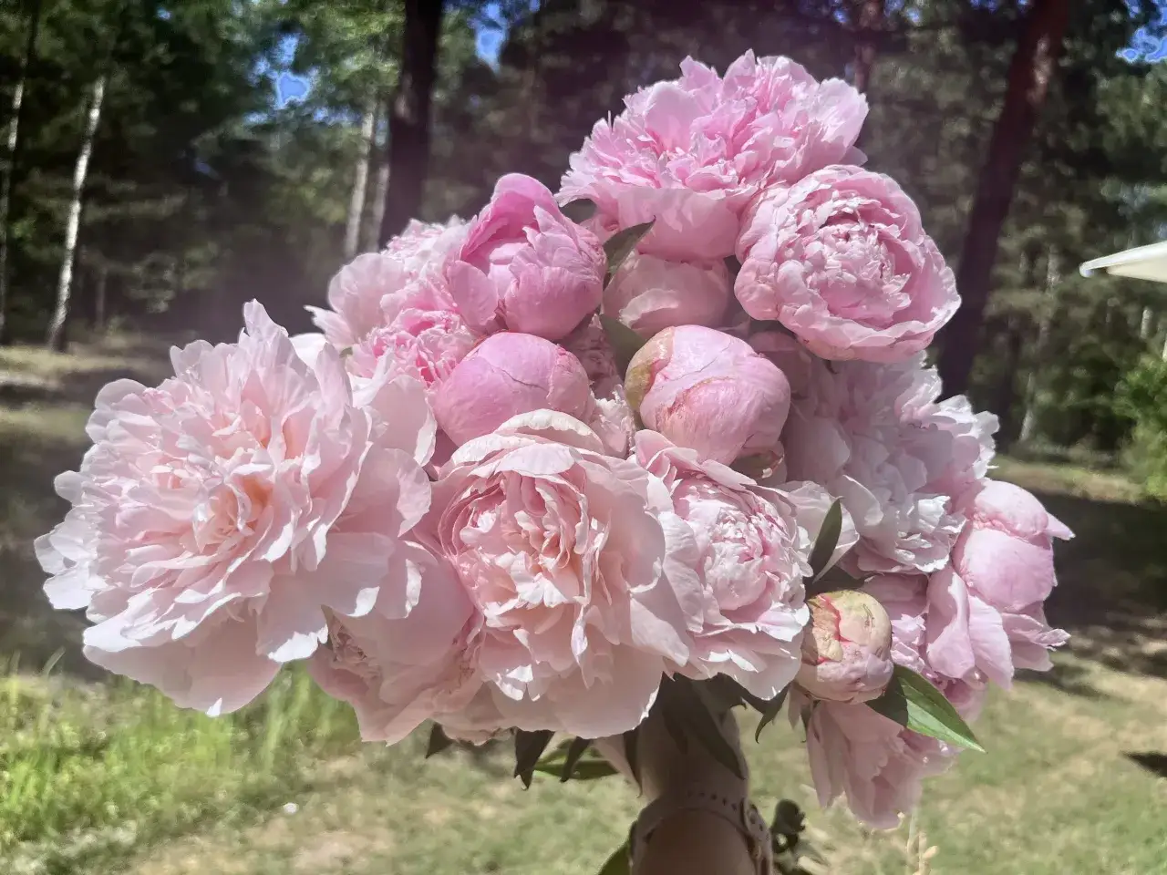 Piwonia Sarah Bernhardt w pełnym rozkwicie, bukiet różowych, puszystych kwiatów na tle zieleni.