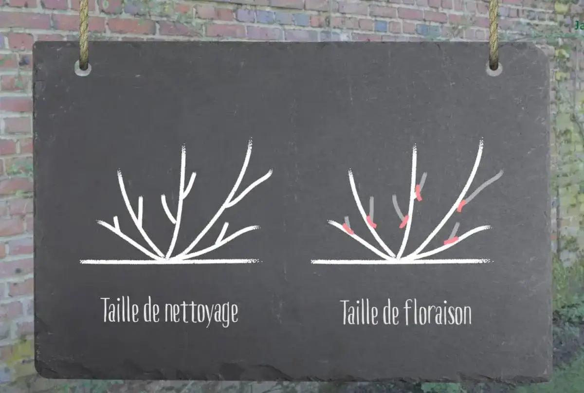 Illustration comparant la taille de nettoyage et la taille de floraison d'un rosier grimpant.