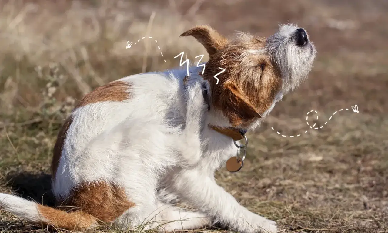 Un cane che si gratta e mordicchia con insistenza, forse infastidito da qualche insetto volante.