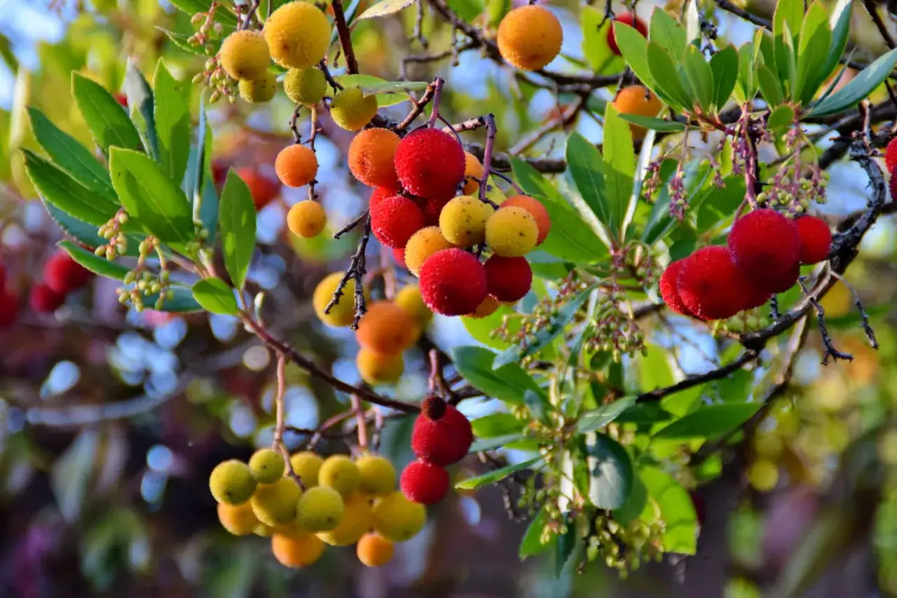 Grappes de fruits rouges et jaunes de l'arbousier, un arbuste aux fruits comestibles, sur fond flou.