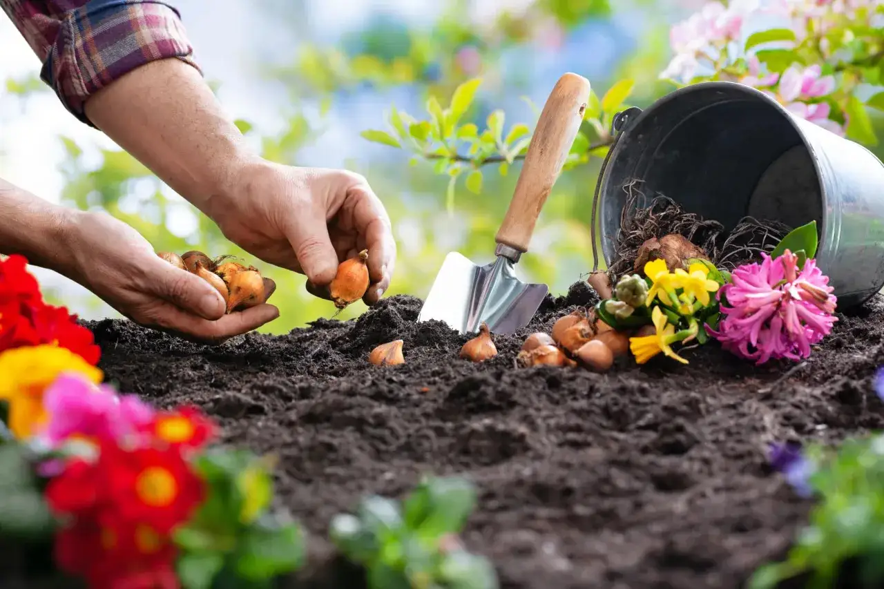 Mains plantant des bulbes de jonquilles dans la terre, avec une pelle et des fleurs colorées. Le printemps arrive, il est temps de savoir quand planter les bulbes de jonquilles.