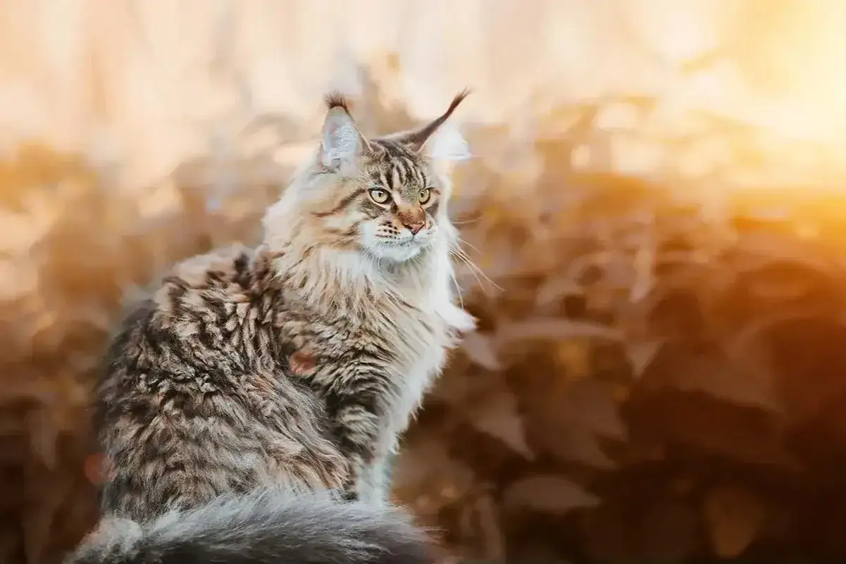 Majestuoso gato Maine Coon, con su pelaje largo y ojos penetrantes, posa bajo la luz dorada del atardecer.