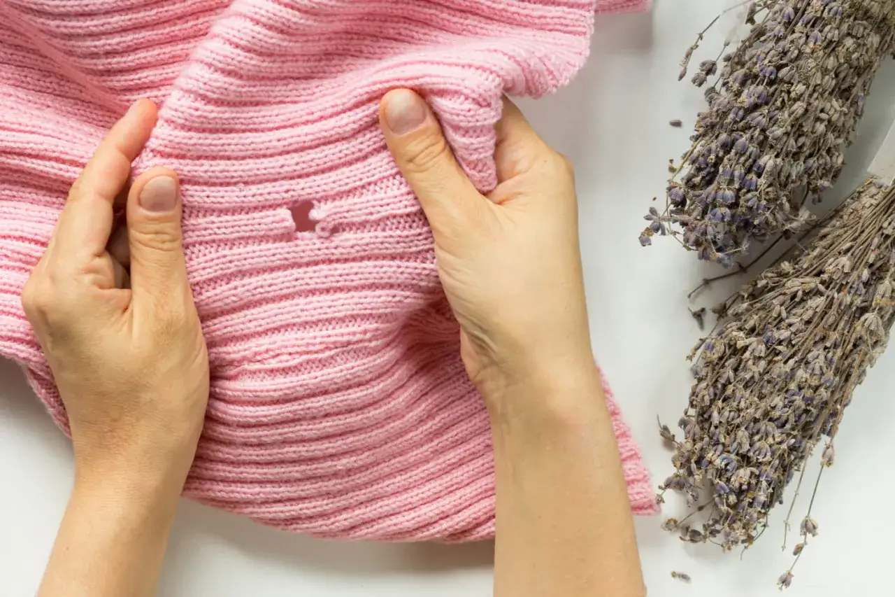Mains tenant un pull rose r&eacute;v&eacute;lant un trou de mite. Des bouquets de lavande s&eacute;ch&eacute;e sont &agrave; droite.